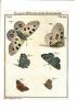 Papillons et autres insectes.. Dance, S.P. & E.G. Hancock