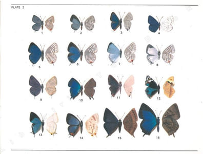 A selection of the butterflies of Sri Lanka.