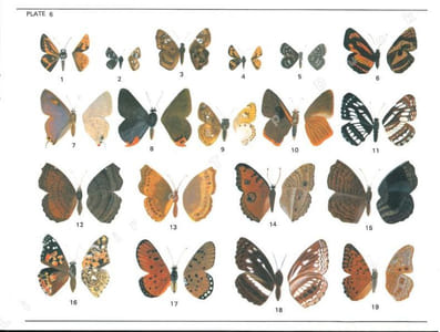 A selection of the butterflies of Sri Lanka.
