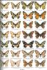 Butterflies of the world. Part. 14. Papilionidae VIII: Baronia, Euryades, Protographium, Neographium, Eurytides.. Möhn, Edwin