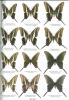 Butterflies of the world. Part. 14. Papilionidae VIII: Baronia, Euryades, Protographium, Neographium, Eurytides.. Möhn, Edwin