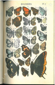 Album des papillons de France.
