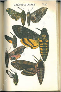 Album des papillons de France.