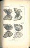 Asiatic Lepidoptera. List of the diurnal Lepidoptera taken by Mr. William Doherty of Cincinnati in Celebes, june and july, 1887, with descriptions od ...