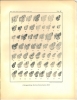 Systema Geometrarum zonae temperatioris septentrionalis. Systematische Bearbeitung der Spanner der nördlichen gemässigten Zone. 8° Theil.. ...