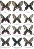 Butterflies of the world. Part. 17. Papilionidae IX. Papilionidae of the philippine Islands.. Page, M.G.P. & C.G. Treadaway