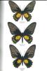 Butterflies of the world. Part. 21. Papilionidae XI. Troides IV.. Rumbucher, K. & O. Schäffler
