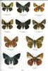 Butterflies of the world. Part. 29. Hesperiidae I. Hesperiidae of the Philippine Islands.. Jong, R. de & C.G. Treadaway