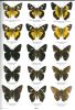 Butterflies of the world. Part. 29. Hesperiidae I. Hesperiidae of the Philippine Islands.. Jong, R. de & C.G. Treadaway