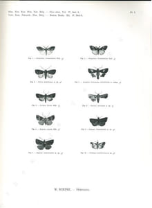 Résultats scientifiques du voyage aux Indes orientales Néerlandaises. Lepidoptera. 2 volumes.