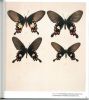 Atlas of chinese butterflies.. Chongyin, H. et al.