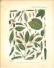 Notes on the transformations of some south-african Lepidoptera.. Fawcett, J. Malcolm
