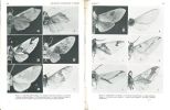 An illustrated catalog of the neotropic Arctiinae types in the United States National Museum (Lepidoptera : Arctiidae), part. I & II in 1 vol... ...