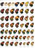 The butterflies of Venezuela. Part 1. Nymphalidae I (Limenitidinae, Apaturinae, Charaxinae). A comprehensive guide to the identification of adult ...