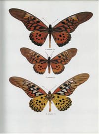 Butterflies of the Afrotropical Region.