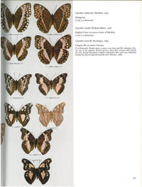Butterflies of the Afrotropical Region.
