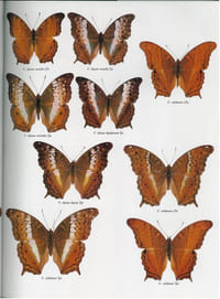 Butterflies of the oriental region. Part II. Nymphalidae, Satyridae & Amathusidae.