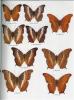 Butterflies of the oriental region. Part II. Nymphalidae, Satyridae & Amathusidae.. Abrera, Bernard d’