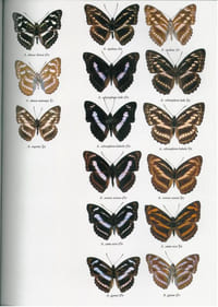 Butterflies of the oriental region. Part II. Nymphalidae, Satyridae & Amathusidae.