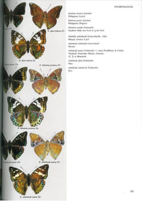 Butterflies of the oriental region. Part II. Nymphalidae, Satyridae & Amathusidae.