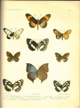 Rhopalocera Aethiopica. Die Tagfalter des aethiopischen Faunengebietes, eine Systematisch-Geographische Studie.. Aurivillius, Christopher