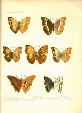 Rhopalocera Aethiopica. Die Tagfalter des aethiopischen Faunengebietes, eine Systematisch-Geographische Studie.. Aurivillius, Christopher