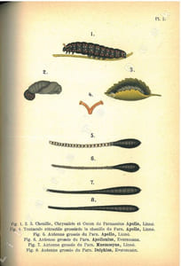 Les Parnassiens de la faune paléarctique.