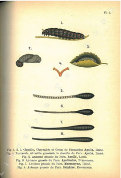 Les Parnassiens de la faune paléarctique.. Austaut, Jules Léon