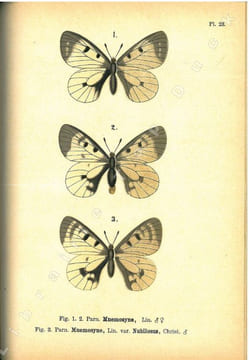 Les Parnassiens de la faune paléarctique.. Austaut, Jules Léon