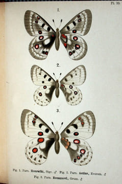 Les Parnassiens de la faune paléarctique.. Austaut, Jules Léon