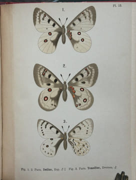 Les Parnassiens de la faune paléarctique.. Austaut, Jules Léon