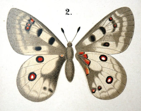 Les Parnassiens de la faune paléarctique.. Austaut, Jules Léon