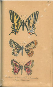 Faune entomologique française. Lépidoptères. Description de tous les papillons qui se trouvent en France.