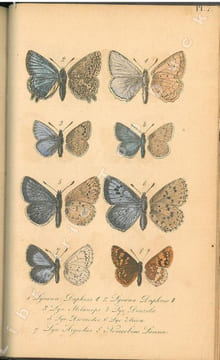 Faune entomologique française. Lépidoptères. Description de tous les papillons qui se trouvent en France.. Berce, Etienne