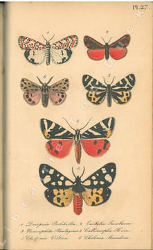 Faune entomologique française. Lépidoptères. Description de tous les papillons qui se trouvent en France.. Berce, Etienne