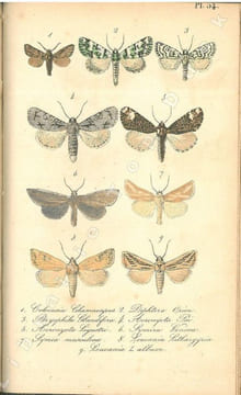 Faune entomologique française. Lépidoptères. Description de tous les papillons qui se trouvent en France.. Berce, Etienne