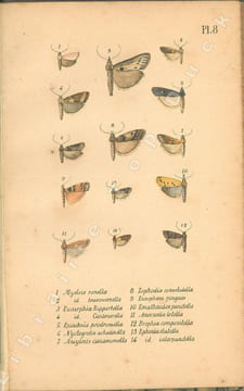 Faune entomologique française. Lépidoptères. Description de tous les papillons qui se trouvent en France.. Berce, Etienne