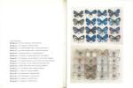 Blue butterflies of the Lycaenopsis group.. Eliot, J.N & A. Kawazoe