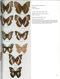 Butterflies of the afrotropical region.