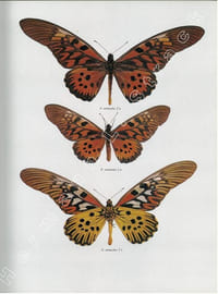 Butterflies of the Afrotropical Region.