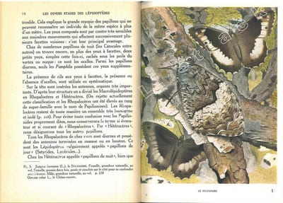 Papillons d'Europe. I. Diurnes et écailles. II. Nocturnes et Sphingides.