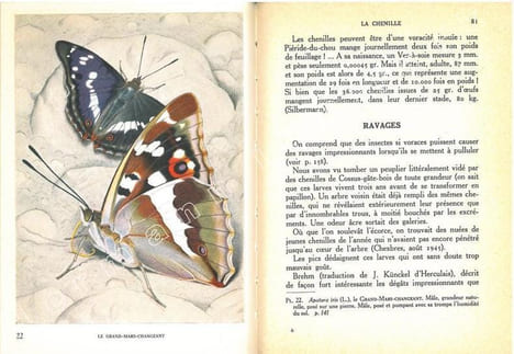 Papillons d'Europe. I. Diurnes et écailles. II. Nocturnes et Sphingides.. Aubert, J.-F.