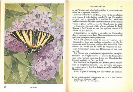 Papillons d'Europe. I. Diurnes et écailles. II. Nocturnes et Sphingides.. Aubert, J.-F.