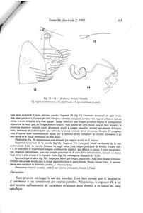Siphonaptères du Chili. Description de quatre espèces nouvelles (Siphonaptera).