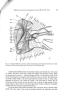 Pterothorax structure of mayflies (Ephemeroptera) and its use in systematics.. Kluge, N.J.