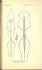 The Phasmidae, or walkingsticks, of the United States.. Caudell, Andrew Nelson