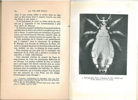 La vie des poux.. Mathis, Maurice