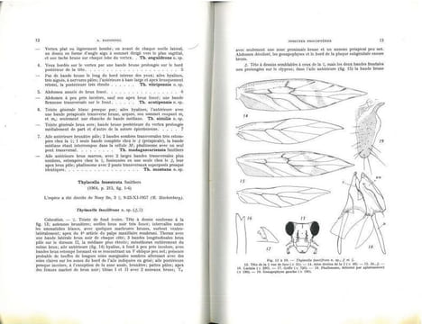 Faune de Madagascar, XXIII : insectes psocoptères.. Badonnel, André