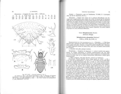 Faune de Madagascar, XXIII : insectes psocoptères.. Badonnel, André