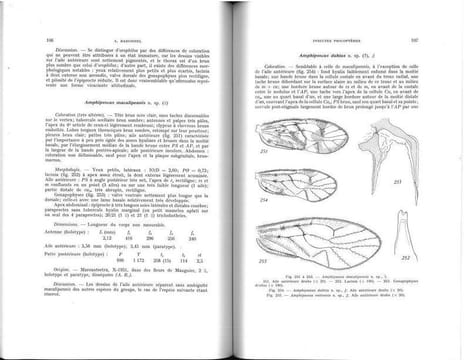 Faune de Madagascar, XXIII : insectes psocoptères.. Badonnel, André